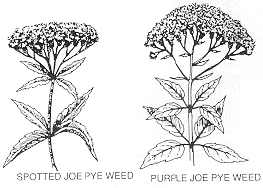 spotted joe pye weed and the purple joe pye weed