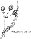 rattlesnake master plant