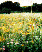 photo of Tall Mix in Wolf Road Prairie, Illinois