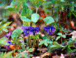 photo of violets