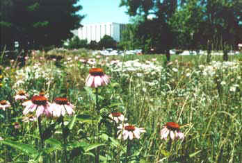 photo: Prairie planting at Lucent Technologies - Naperville, Illinois