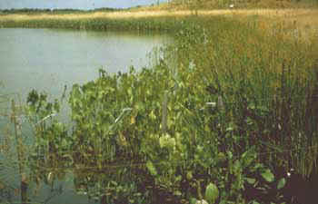 photo showing natural landscaping for habitat and reduced maintenance