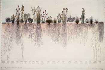 photo showing deep root systems of native grasses and forbs