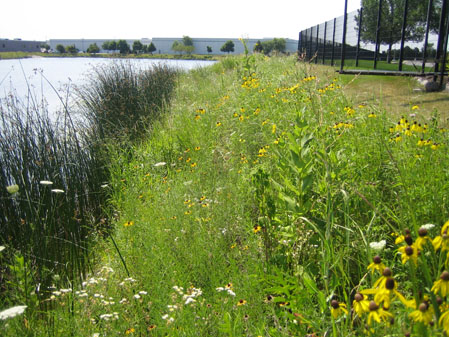 Native Plants to the Ponds Edge