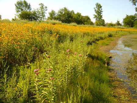 Wildflowers at the Pond Edge