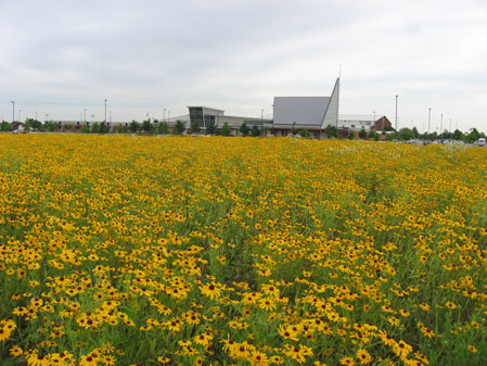 Black-eyed Susans in Full Bloom