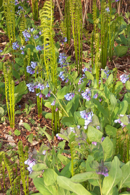 Woodland Flowers in Crow Island Woods