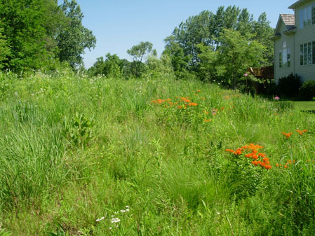 Prairie plantings next to yard