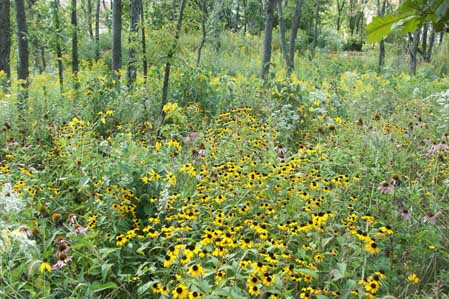 Woodland Flowers at Midwestern University