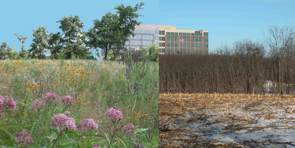 Before and After Restoration of Whippoorwill Farm Preserve