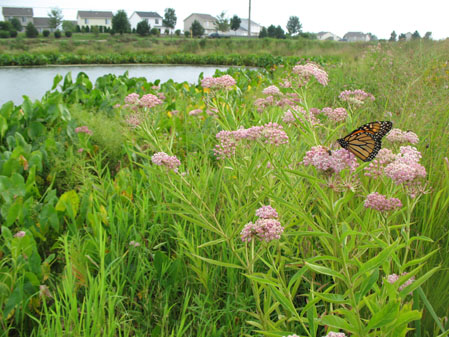 Native Plants Buffer the Stormwater Pond