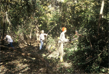 Volunteers cutting invasive brush 