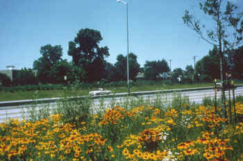 photo: IDOT wildflower plantings in the right-of-way