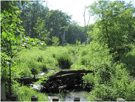 Reed-Turner Woodland Sedge Meadow Restoration