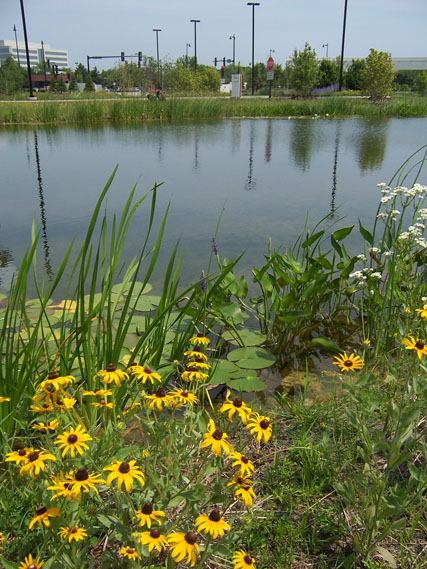 Native Plants on the Ponds Edge