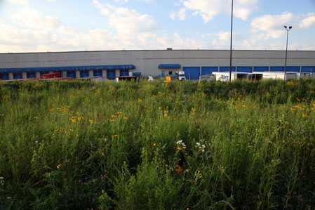 Prairie Plantings in Industrial Park