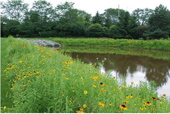 Steam Buffers Planted with Natives