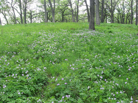 Citizens for Conservation Field of Wild Geranium