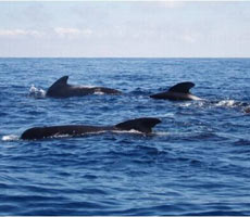 Three whales swim on the surface