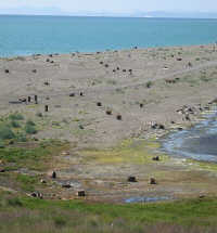 Hazardous waste drums dotting the landscape