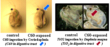 Small aquatic animals can mistake nano materials for food and eat them.