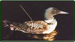 picture of a loon