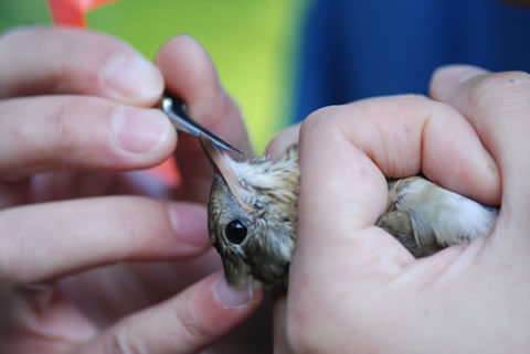 Bird in the Hand