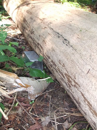 Tucked into Corners and Crevices