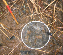 Contaminated sediments at Quantico. The tidal basin sediments have converted the transported lead into galena due to the anoxic conditions of the wetlands.