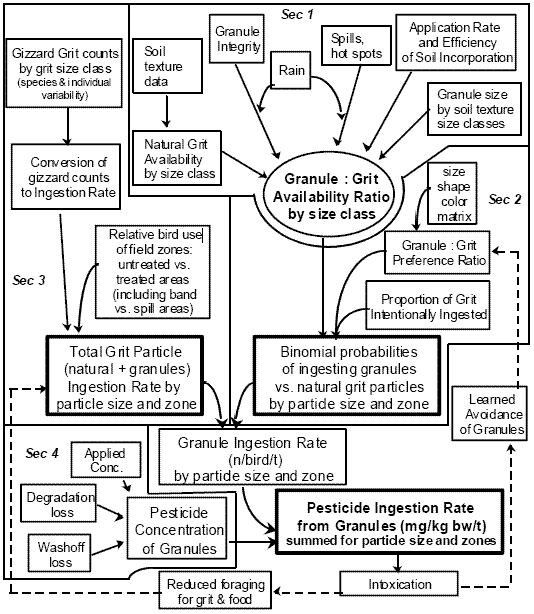 flow diagram with 4 sections: 1 has target of granule: grit availability ratio by size class with many inputs including: soil texture data, natural grit availability by size class, granule integrity, rain, spills, hotspots, application rate and efficiency of soil incorporation, and granule size by soil texture size classes; 2 has target of binomial probabilities of ingesting granules vs. natural grit particles by particle size and zone with inputs including: target from section 1, size shape color matrix, granule: grit preference ration, and porportion of grit intentionally ingested; section 3 has target of total grit particle (natural + granules) ingestion rate by particle size and zone with inputs including: gizzard grit counts by grit size class (species & individual variability), conversion of gizzard counts to ingestion rate, and relative bird use of field zones: untreated vs. treated areas (including band vs. spill areas); section 4 has target of pesticide concentration of granules with inputs of applied conc., degradation loss, and washoff loss.  Targets of 1 and 3 then go to granule ingestion rate (n/bird/t) by particle size and zone which goes with target of 4 to pesticide ingestion rate from granules (mg/kg bw/t) summed for particle size and zones which goes to intoxication with returns by two route options, one route returns via learned avoidance of granules into section  2 input of granule:grit preference ratio and the other route returns via reduced foraging for grit & food into the target of section 3.
