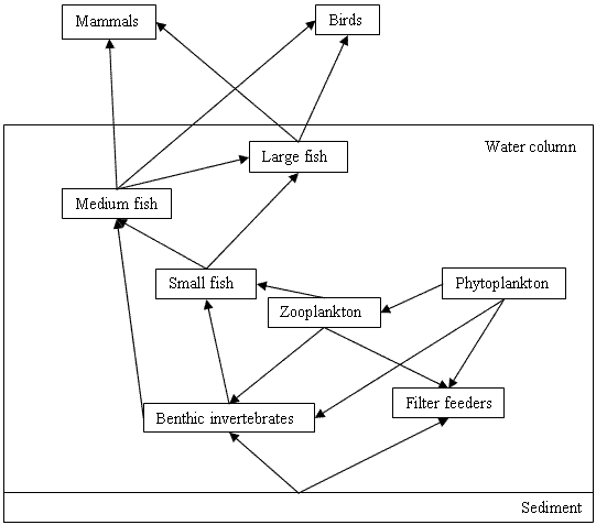Diagram of bottom sediment box with water column on 	top containing 7 food web components and arrows between them.  Above and outside 	the box are mammals and birds boxes each with arrows from both large and medium 	fish