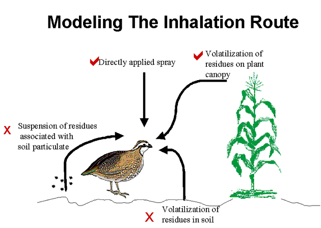graphic of inhalation route:  directly applied spray, volatilization of residues on plant canopy and in soil residues, soil particulate residues