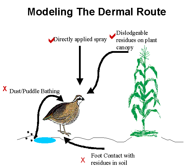 graphic of dermal route: directly applied spray, bathing, foot contact in soil, dislodgeable residues on plant canopy