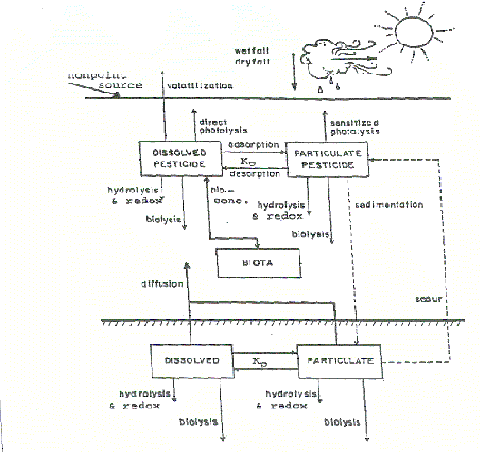 diagram of processes of EXAMS