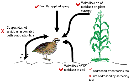 diagram of a bird on a field looking at a plant.  4 exposure routes listed with arrows going to bird; one route not addressed by screening tool is Suspension of residues associated with soil particulate.  Other 3 routes are: Directly applied spray; Volatilization of residues on plant canopy; Volatilization of residues in soil.