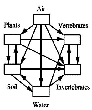diagram with arrows connecting 6 compartments:  air, plants, vertebrates, soil, invertebrates, and water