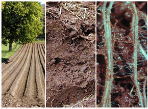 collage of soils