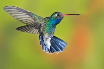 Fantastic Friday: Make a Hummingbird Feeder
