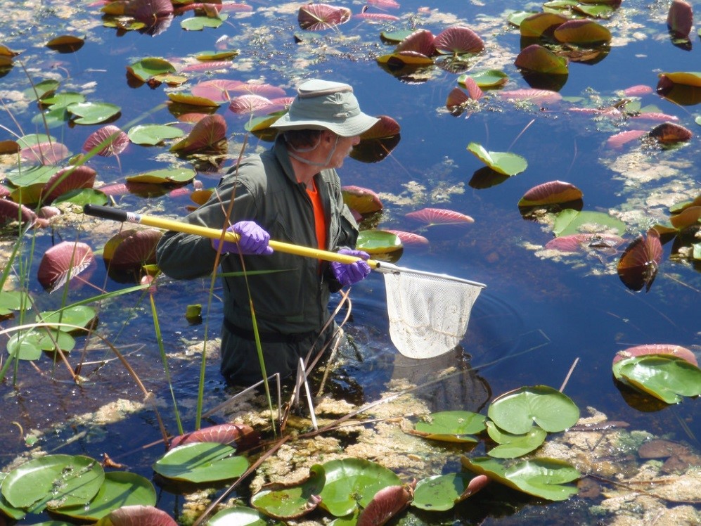 EPA researcher collecting fish samples