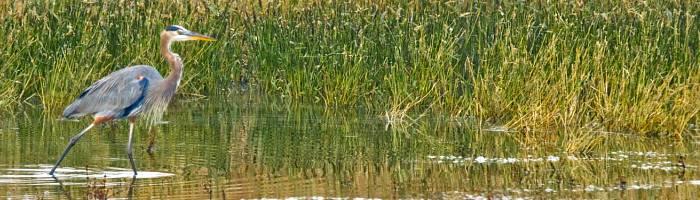 Blue Heron in wetlands