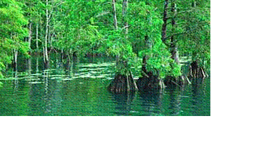 swamp