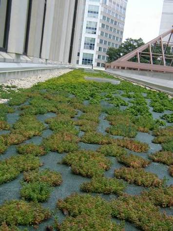 Eco Roof - Arlington