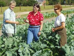 Organic No-till Broccoli