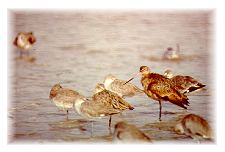 Marbled Godwits and Red Knots
