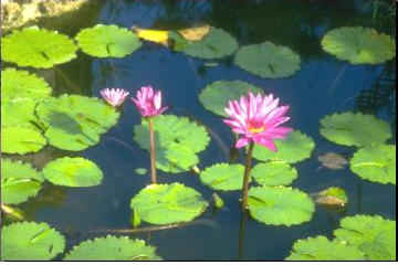 photograph of aquatic plants