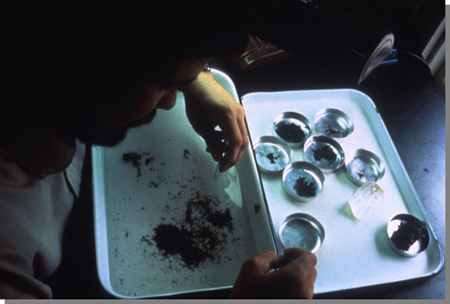 photograph of sorting benthic invertebrates