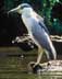 thumbnail of black crowned night heron