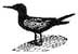 thumbnail of black tern