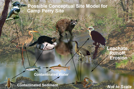 image of aquatic conceptual site model
