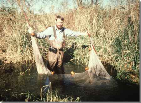 photograph of collecting fish